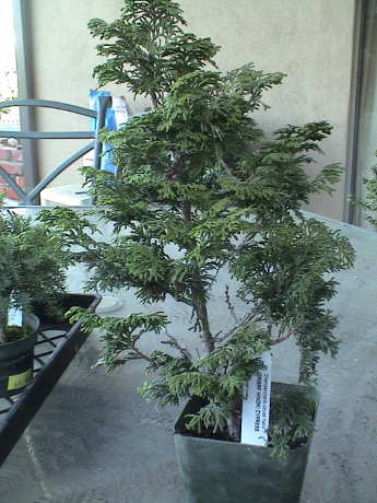 090307_girr_new_plants_dwarf_hinoki_cypress_6866.jpg