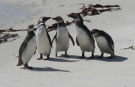 five_penguins.jpg