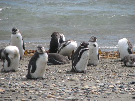 penguins_on_beach.jpg