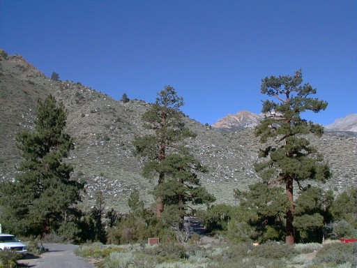 four large jeffrey pines