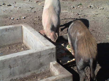 110703_ecuador_hacienda_guachala_pigs_eating_09696.jpg