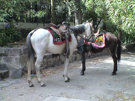 120704_ecuador_hacienda_guachala_animals_horses_0270.jpg