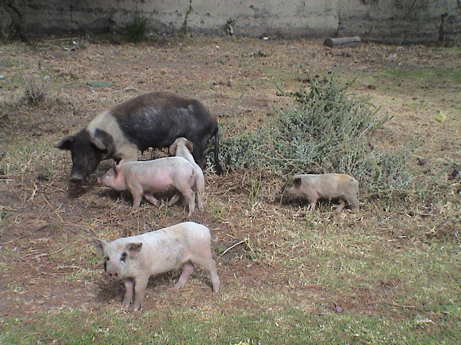 120704_ecuador_hacienda_guachala_animals_pigs_0272.jpg