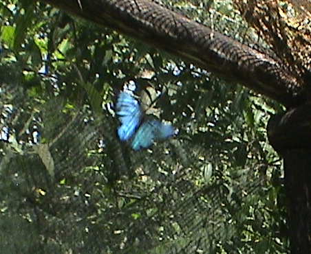 120715_ecuador_mindo_el_carmelo_butterfly_tour_blue_butterfly_0390.jpg