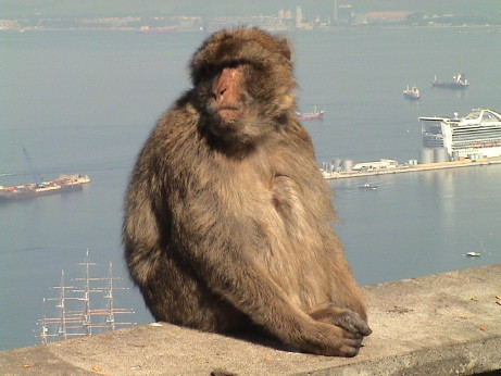 gibraltar_macaques_4183.jpg