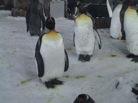 king_penguins.jpg