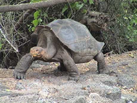 Galapagos Tortoise Darwin