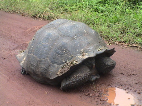 090803_pap_santa_cruz_galapagos_highland_tour_giant_tortoise_in_the_road_7698.jpg